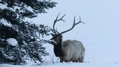 Elk in the Snow 스톡 동영상 61014983