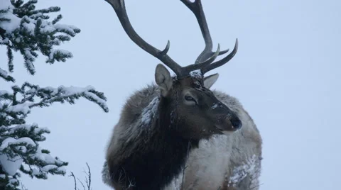 Elk in the Snow 스톡 동영상 61015381