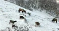 Elk in snow on hillside HD HD Footage