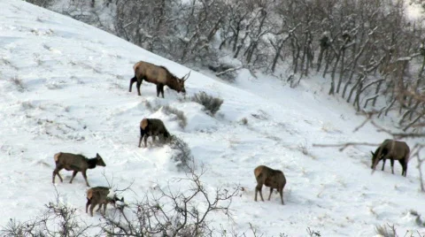 Elk  in snow on hillside HD Stock Footage 95954