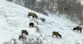 Elk in snow on hillside pan left HD HD Footage