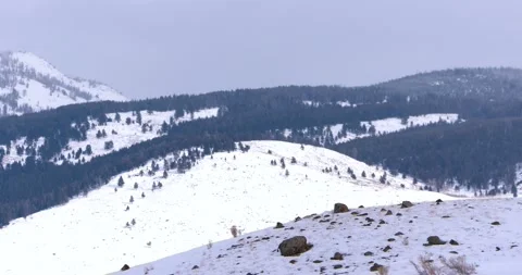 An Elk in the Snow Mountain 스톡 동영상 240069535