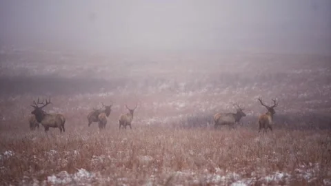 Elk in a snowy field Stock Footage 146400709