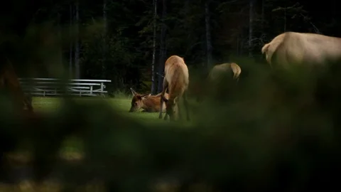 Elk on a soccer field Stock Footage 101986293