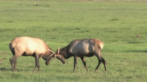 Elk sparring Video stock 12170522