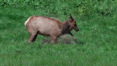 Elk Splashing in the Water Stock Footage 169117128