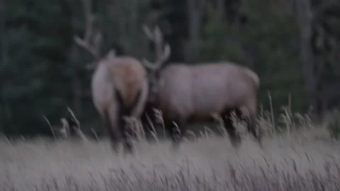 Elk stags rutting, Banff National Park, Alberta, Canada Stock Footage 341876953