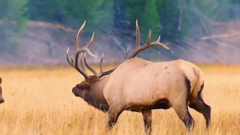 Elk Standing in Field Stock Footage 323138936