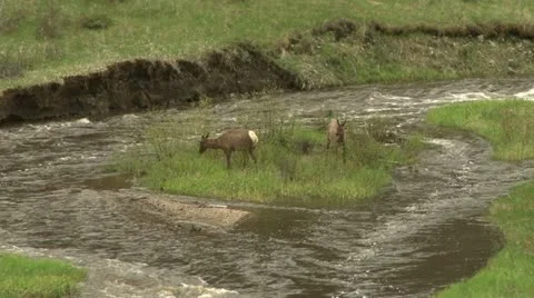 Elk struggles to cross river. Stock Footage 12766505