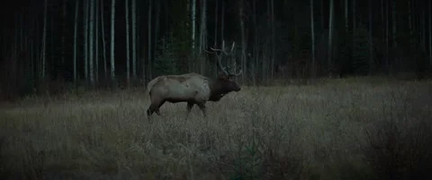 ELK TRACKING Stock Footage 274505622