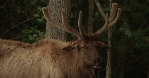 Elk in the Treeline Stock Footage 50982800