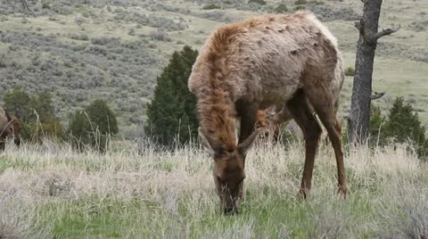 Elk two cows graze joined by a third cow Stock Footage 10923848