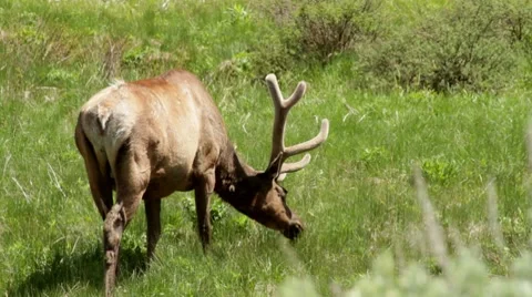Elk in Velvet 03 Stock Footage 7254674