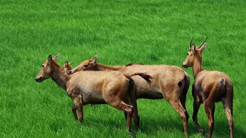 Elk Video Clip in 4k Stock Footage 325310494