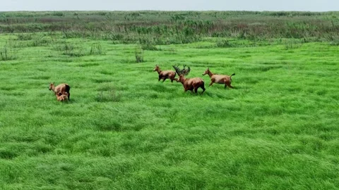 Elk Video Clip in 4k Stock Footage 325310585