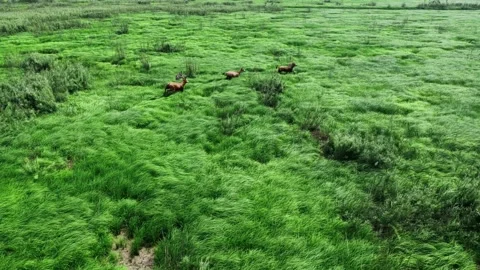 Elk Video Clip in 4k Stock Footage 325310678
