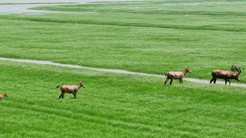 Elk Video Clip in 4k Stock Footage 325311110