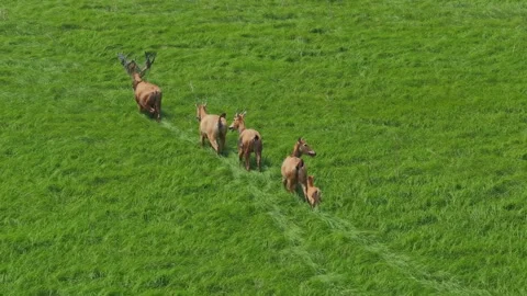 Elk Video Clip in 4k Stock Footage 325311571