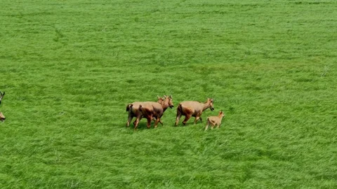 Elk Video Clip in 4k Stock Footage 325311666
