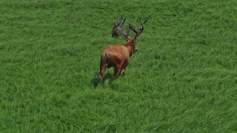 Elk Video Clip in 4k Stock Footage 325311676