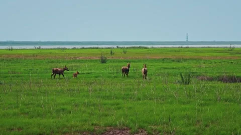 Elk Video Clip in 4k Stock Footage 325312197