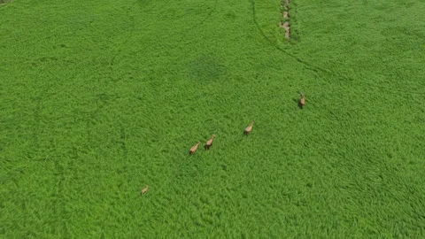 Elk Video Clip in 4k Stock-Footage 325329484