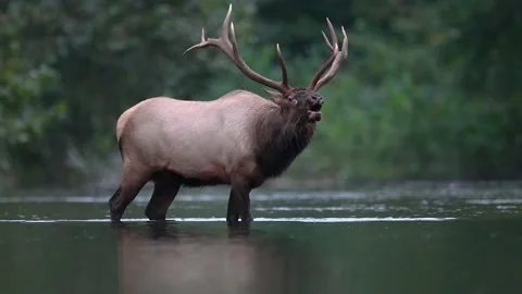 Elk Video Clip Vídeo Stock 131788424
