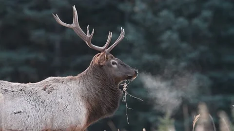 Elk Video Clip Stock Footage 131790050
