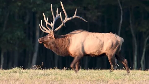 Elk Video Clip Stock Footage 141136809