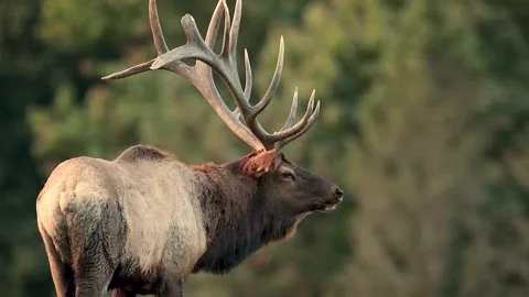 Elk Video Clip Stock Footage