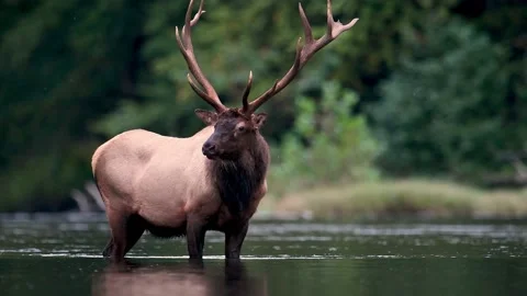 Elk Video Clip Stock Footage 148696812