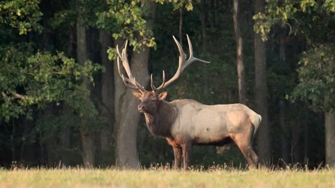 Elk Video Clip Stock Footage 157076677