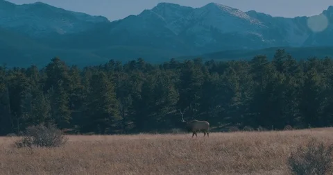 Elk walking Stock Footage 81829923