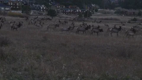 Elk Walking Video stock 83671230