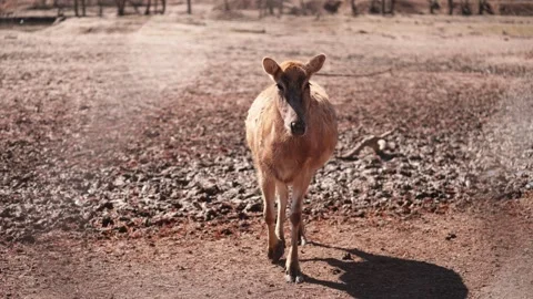 Elk walking Video stock 270216612