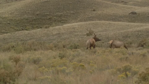 Elk Walking in Grass Hillside Stock Footage 122223855