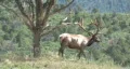 Elk walking through mountain meadow Colorado M HD HD Footage