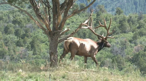 Elk walking through mountain meadow Colorado M HD Stock Footage