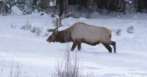 An Elk Walks Across the Camera Frame 스톡 동영상 240035861