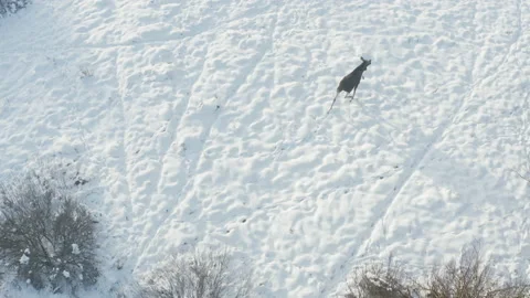 Elk walks in the snow in the forest, at large. Drone filming, elk wiggles its Stock Footage 149185062