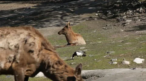 Elk in wild Stock Footage 9612074
