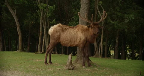 Elk in the Wild Stock Footage 50980884