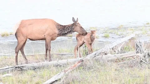 Elk in the wild Stock Footage 150968890