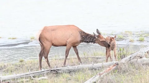 Elk in the wild Stock Footage 150968891