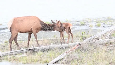Elk in the wild Stock Footage 150968946