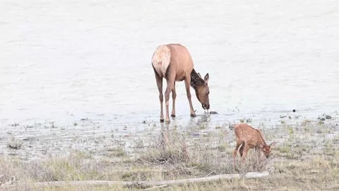 Elk in the wild Stock Footage 150968962