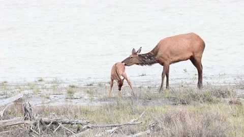 Elk in the wild Stock Footage 150968995