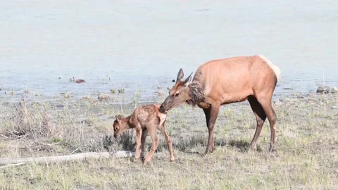 Elk in the wild Stock Footage 150969118