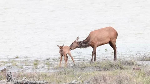 Elk in the wild 스톡 동영상 150969123