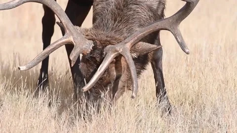 Elk in the wild Video stock 150969247